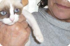 Rayuela ( Una de las gatittos que necesitaban urgente un hogar)