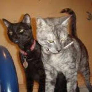 (Azul ruso) 12 gatos ayuda urgente